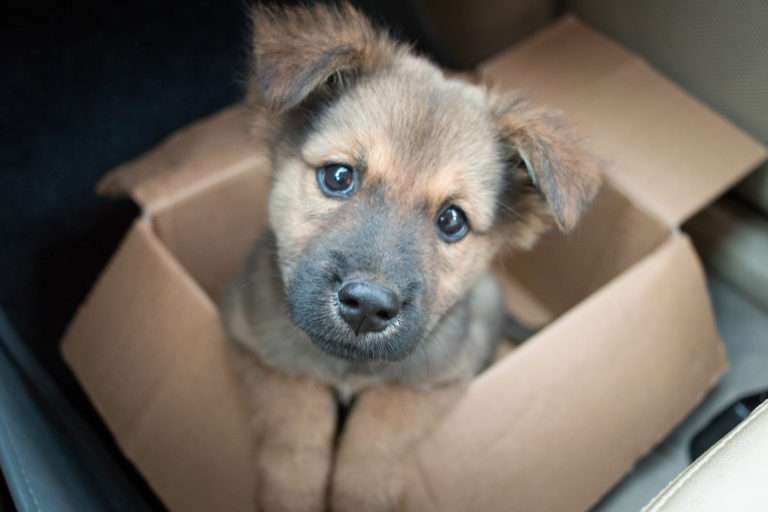 dog in carton box